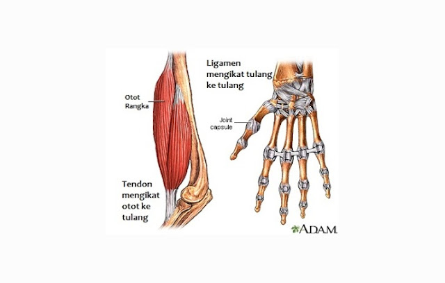 Ligamen Pengertian, Struktur, Fungsi, Bagian Ilmu Dasar