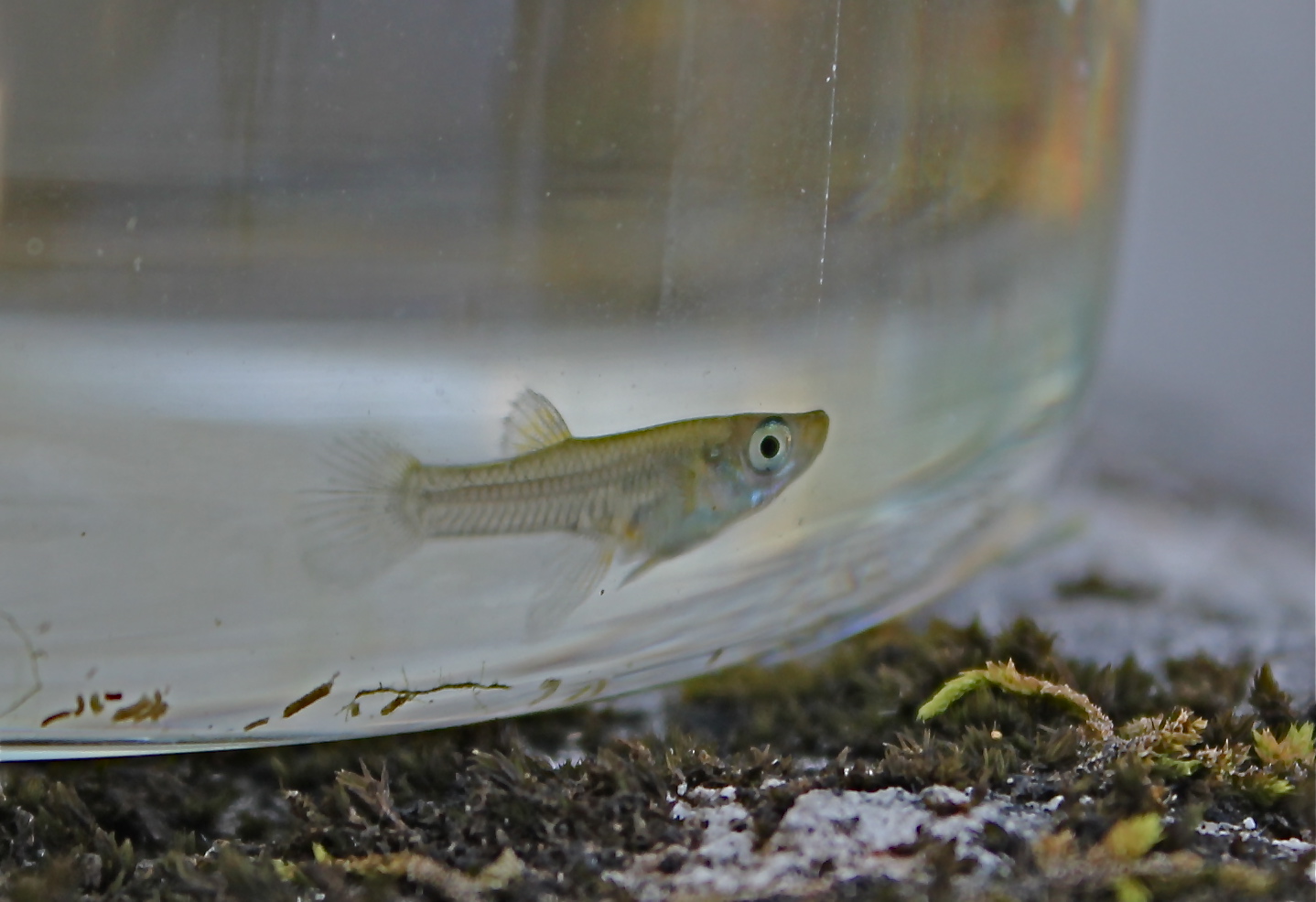Biological Thinking All About Mosquitofish