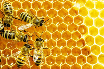 Inilah Cara Lebah Menghasilkan Madu