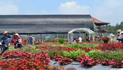 Taman Bunga Begonia Lembang