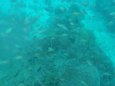 balicasag island  fish sanctuary