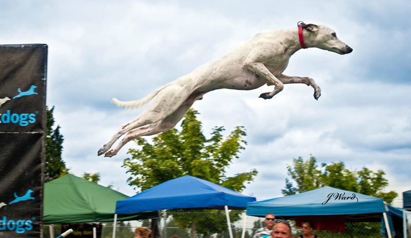 Splash The Dock Dogs Are Diving In Australian Dog Lover