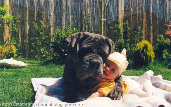 Big dog and baby.