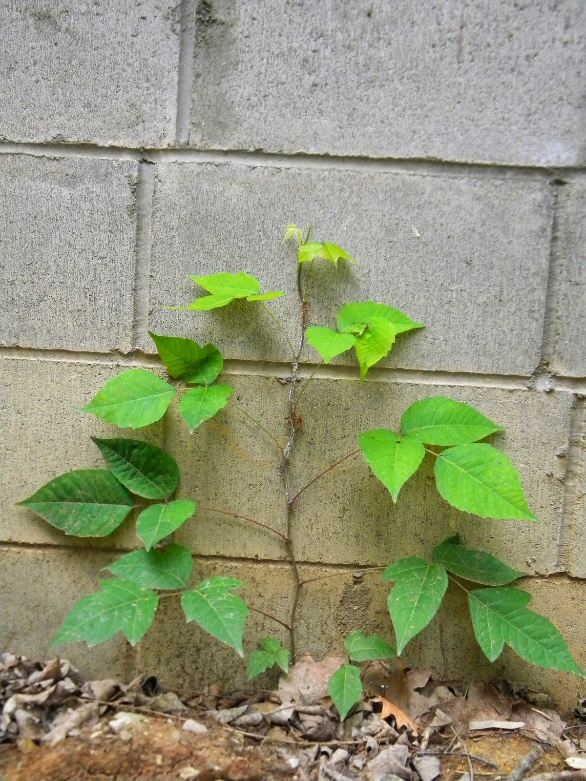 Plot 55 Poison Ivy?