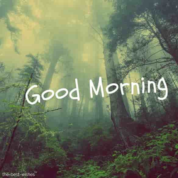 lovely-morning-with-fog lovely morning with fog