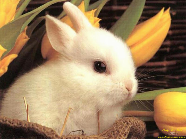 ♂ Easter Pictures Images Wallpapers Photos Graphics 2017 For Facebook & Whatsapp q ♂ Easter Pictures Images Wallpapers Photos Graphics 2017 For Facebook & Whatsapp