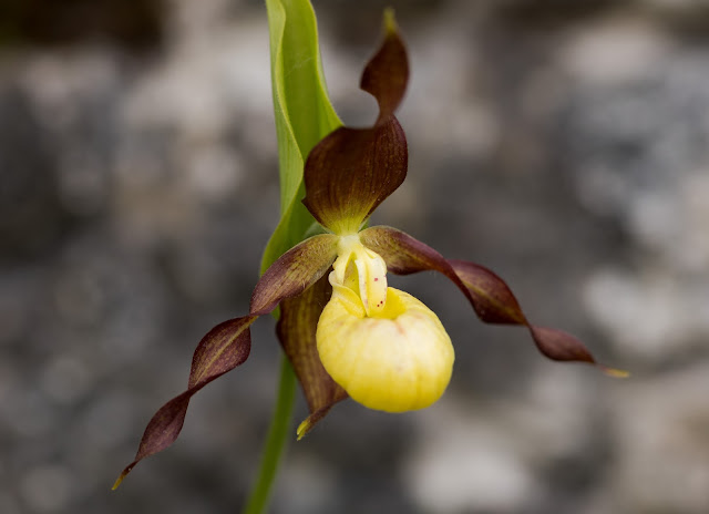 Lady's Slipper Orchid - Gait Barrows, Cumbria