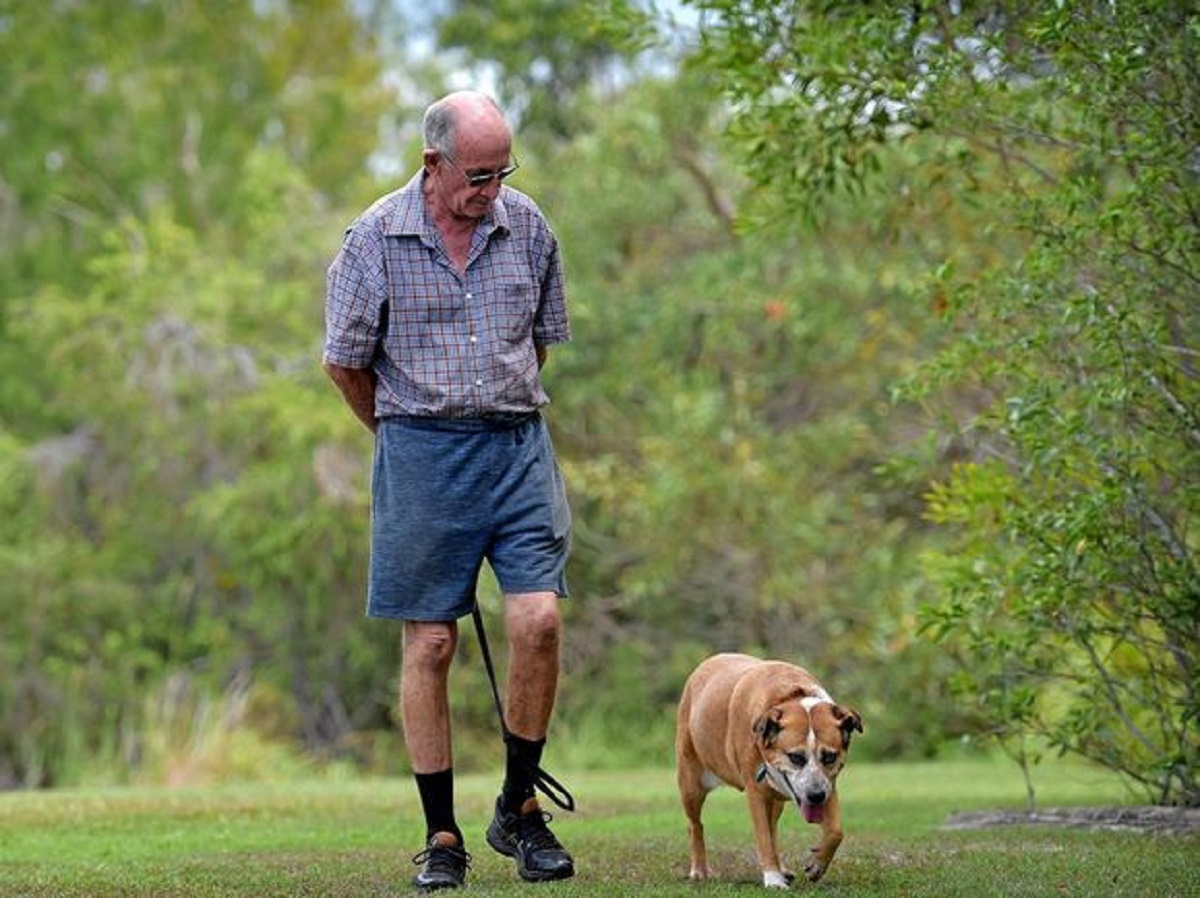 How to Train Your Dog to Walk Without a Lead Doglopedix