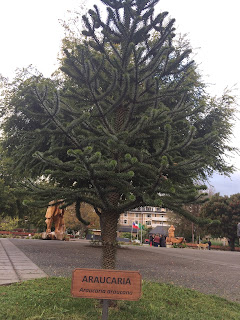 Árbol de la araucaria en la Plaza de Armas de Pucón.