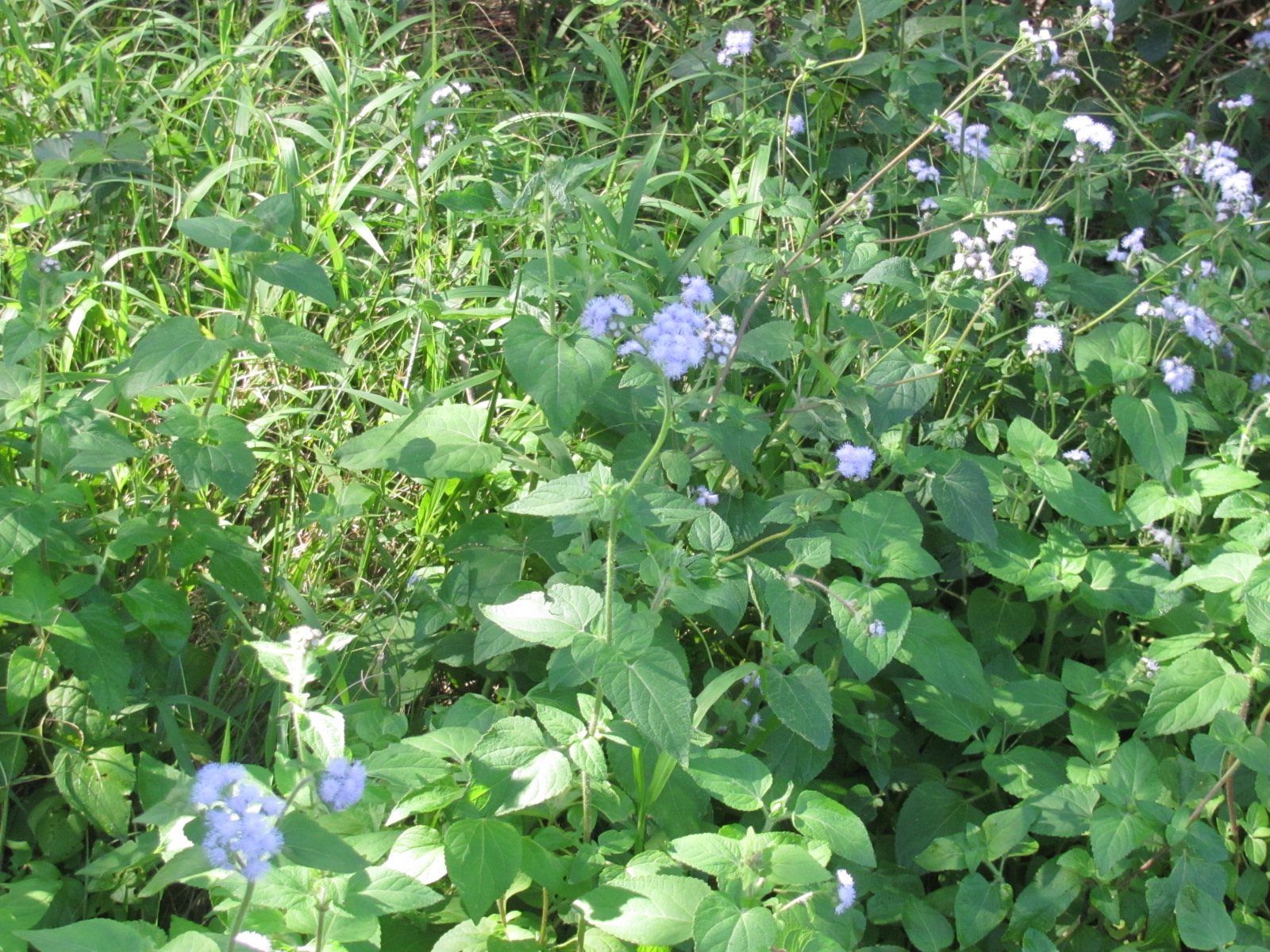 pulchra plantae Ageratum Blue Billy Goat Weed