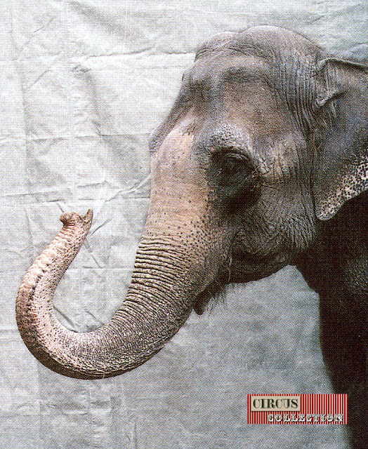 portrait de l'éléphant Dehli 
