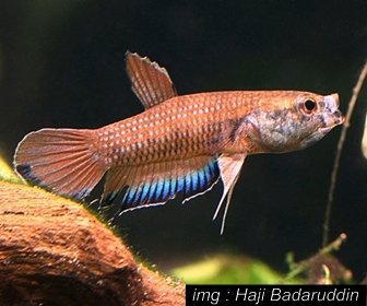 Jenis Ikan Cupang Spesies Betta Falx Jenis Ikan Cupang Spesies Betta Falx
