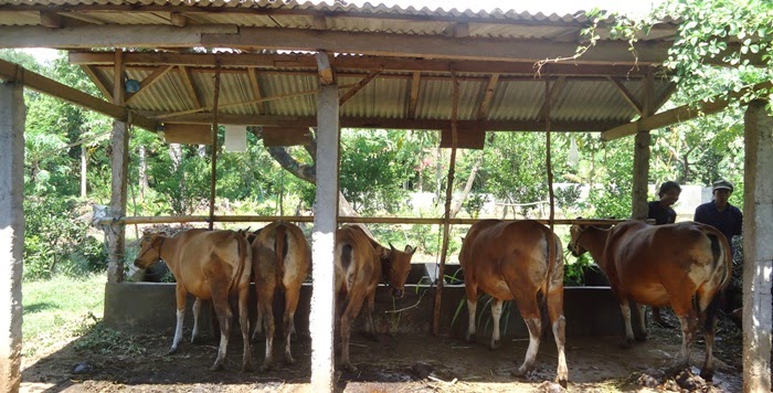 Warga Gugat Bagi-Bagi Sapi Simantri di Jembrana