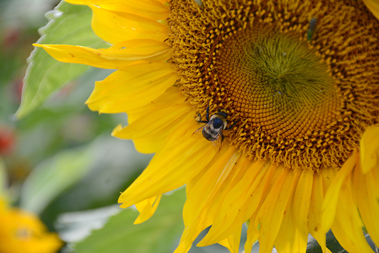 Bees; sunflower; pollination | My Darling Days Bees; sunflower; pollination | My Darling Days