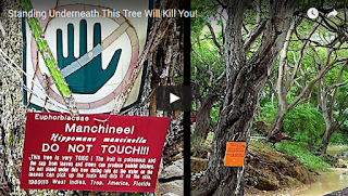 what is the most poisonous tree in the world? what is the most poisonous tree in the world?