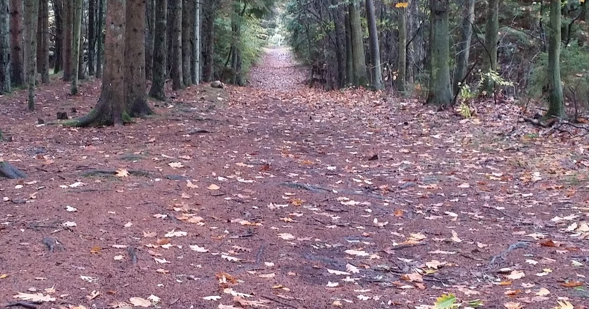 Two Roads Diverged In A Yellow Wood Meaning In Hindi To Denmark and Back