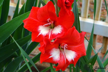 Gladíolos - Gladiolus x hortulanus - Jardinet