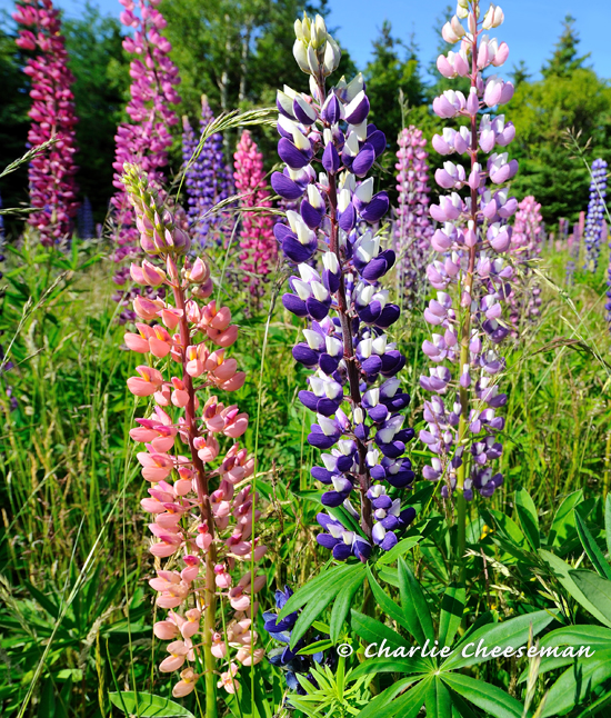 Around the Harbour Taming the wild lupines