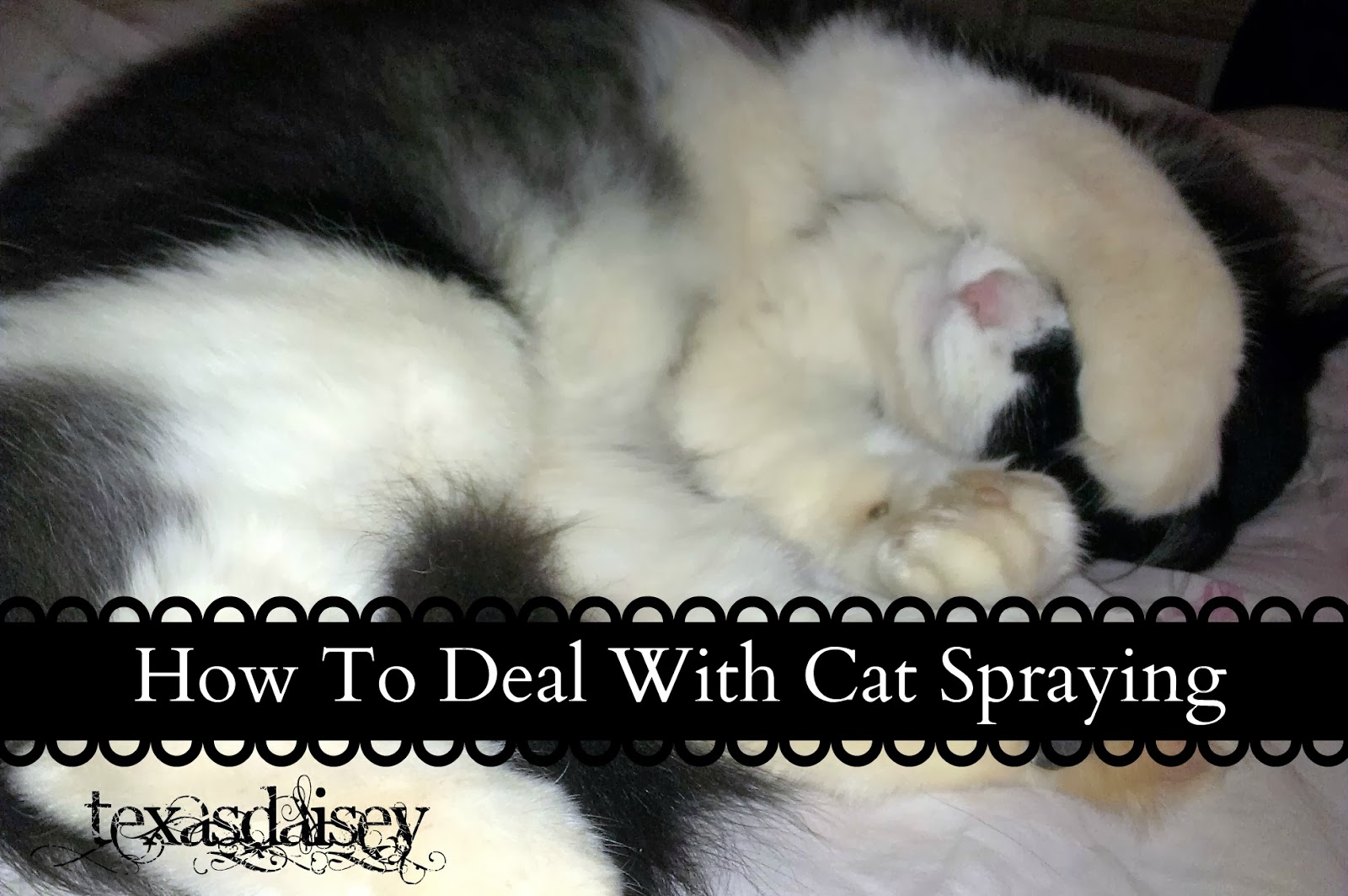 How do you stop a male cat spraying Cats pee poop