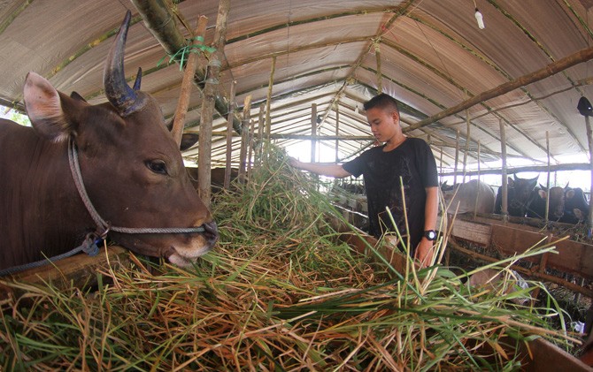 Bingung Cari Hewan Qurban Yang Baik? Inilah Cara Memilih Hewan Qurban Menurut Kaidah Bingung Cari Hewan Qurban Yang Baik? Inilah Cara Memilih Hewan Qurban Menurut Kaidah