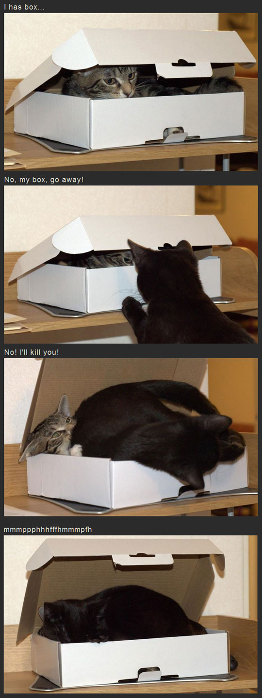 I Has Box (Cat)