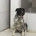 ESTE CACHORRO ENCONTRA-SE COM O PESSOAL DA COMUNIDADE SHALON