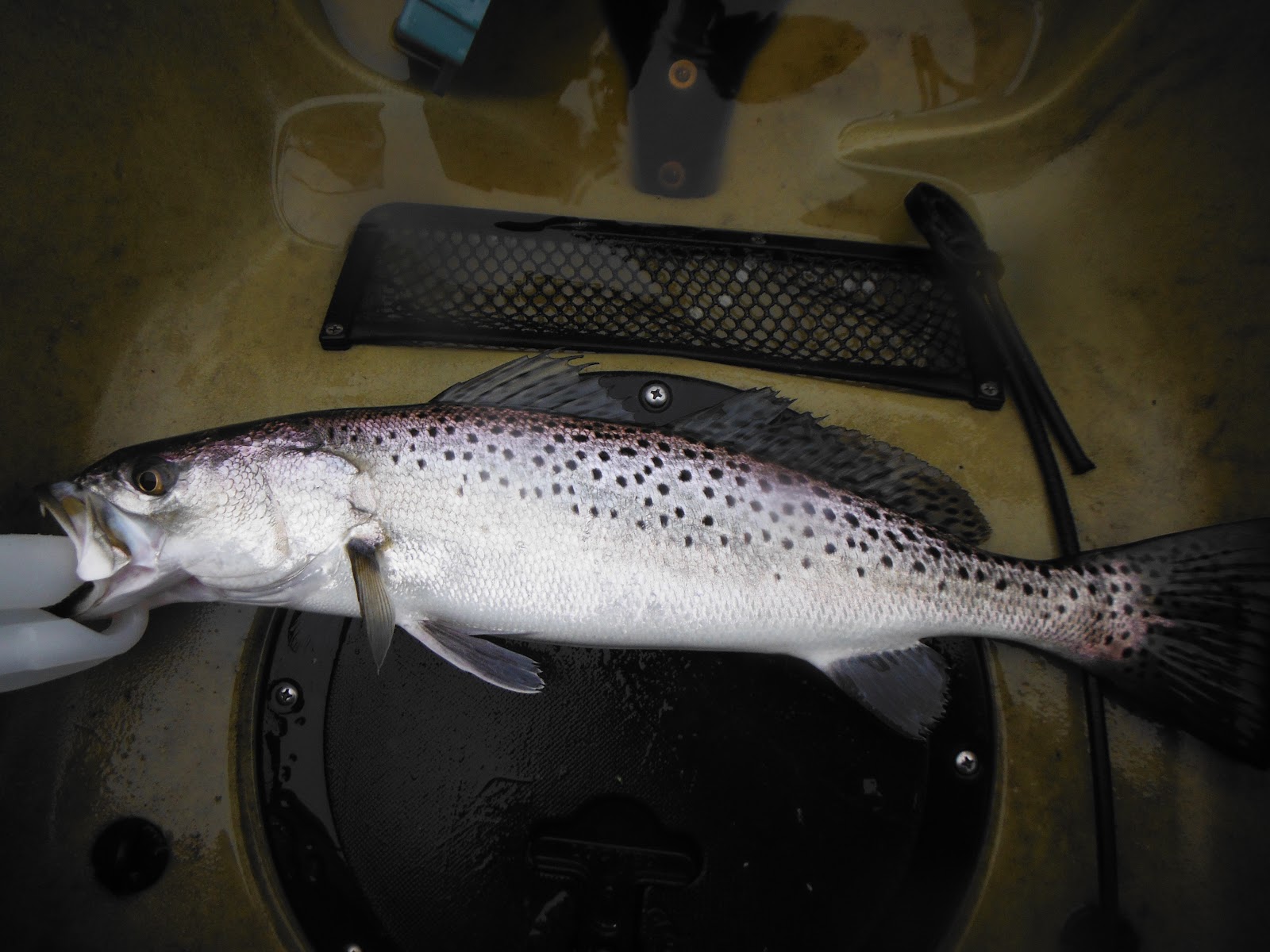 Long Island Kayak Angler Elizabeth River, Chesapeake, VA Citation