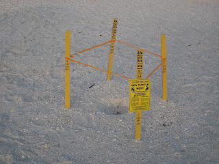 chroniques-de-floride-bernard-l-hermite-et-tortues-de-mer