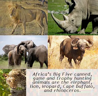 Africa’s Big Five canned, game and trophy hunting animals are the elephant, lion, leopard, Cape buffalo, and rhinoceros.