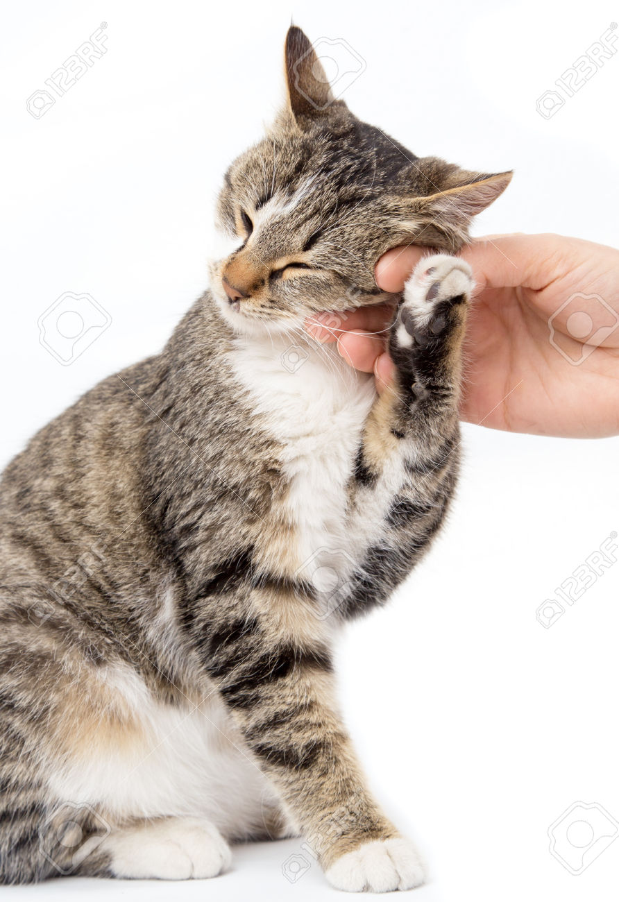 Bir Kedi Sahiplenmeden Önce Bilmeniz Gereken 6 Şey Bir Kedi Sahiplenmeden Önce Bilmeniz Gereken 6 Şey