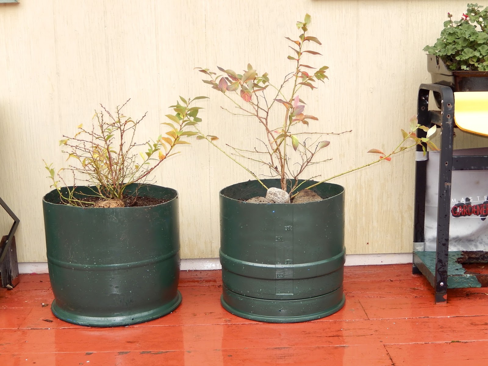 Powell River Books Blog Transplanting Blueberry Bushes