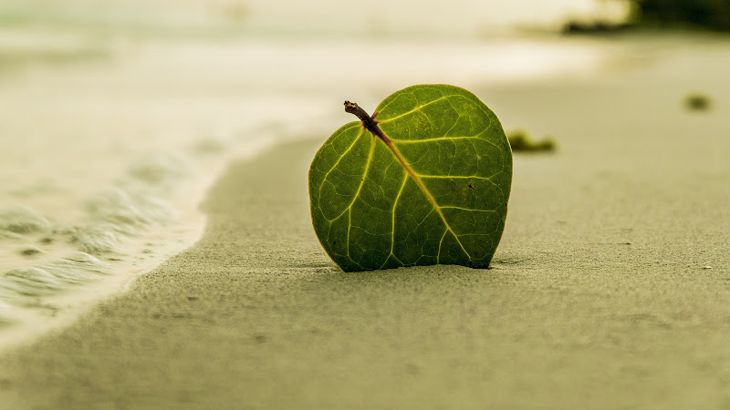 Leaf on Tropical Beach