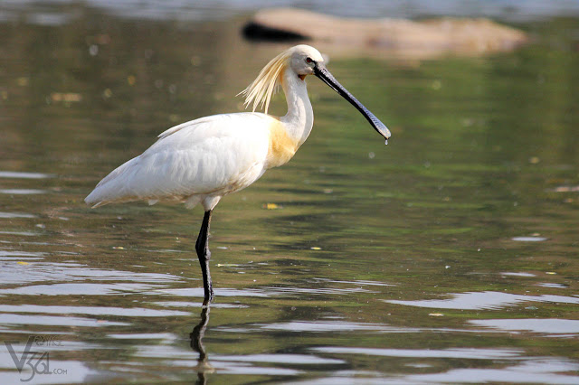 Eurasian Spoonbill at Ranganathittu Eurasian Spoonbill at Ranganathittu
