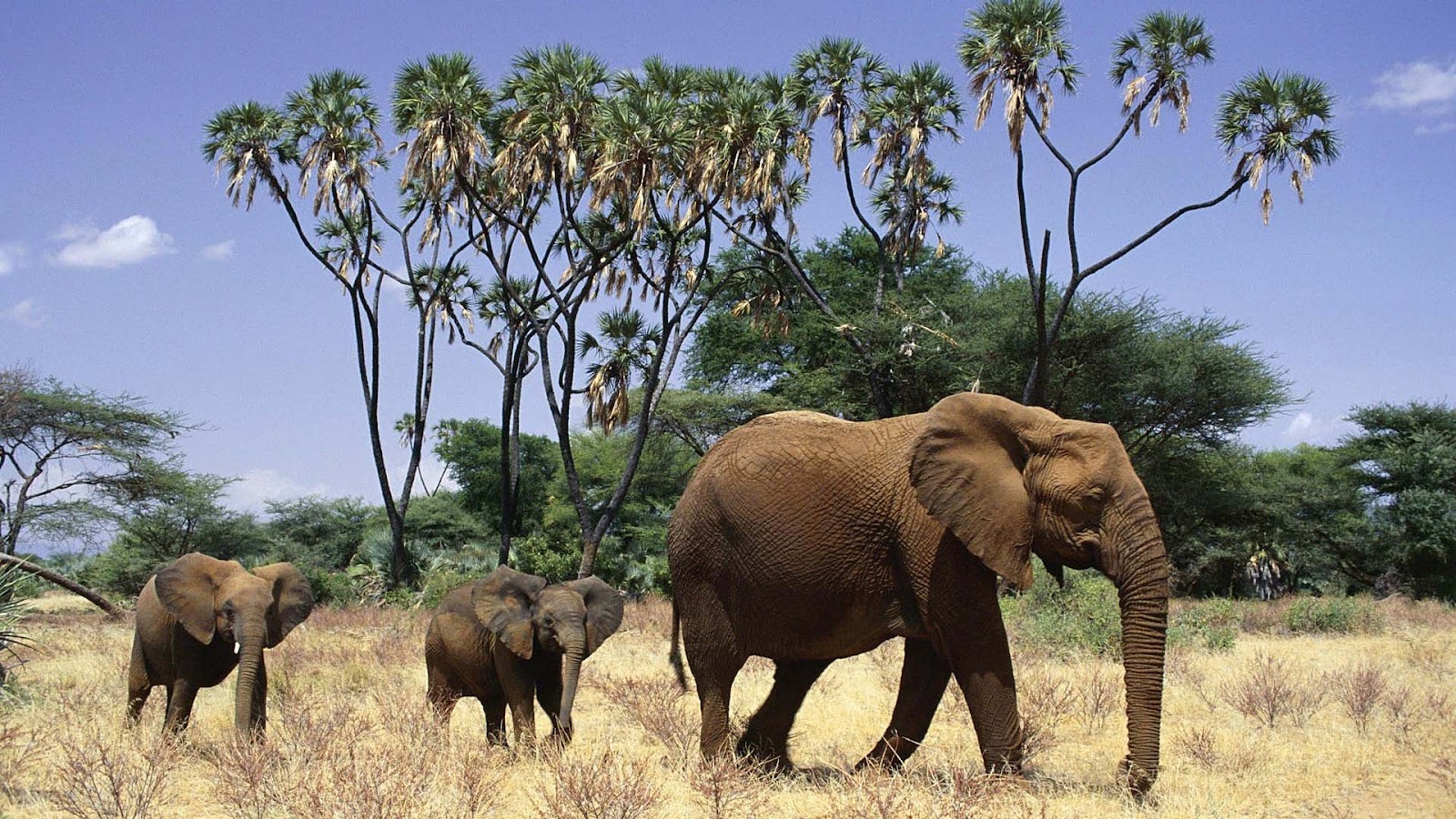 http://4.bp.blogspot.com/-O0fgHqlzUgU/UCfGtrf_aJI/AAAAAAAAAcE/LQWIdLksRrY/s1600/hd-african-elephants-wallpapers-with-mother-elephant-and-his-young-elephants-wallpaper-background.jpg