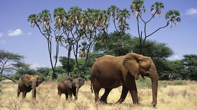 Wallpaper with African elephants with mother and his young elephants