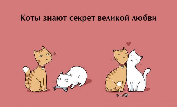 Бонусы для владельцев котов