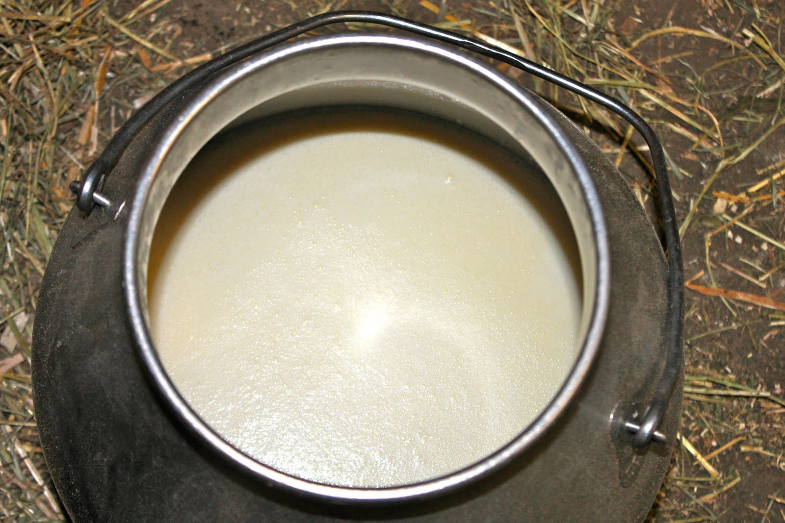 Squash Blossom Farm Morning Milking Routine
