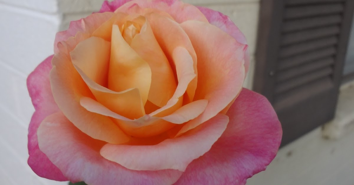 Classic Mary Moments A scented rose