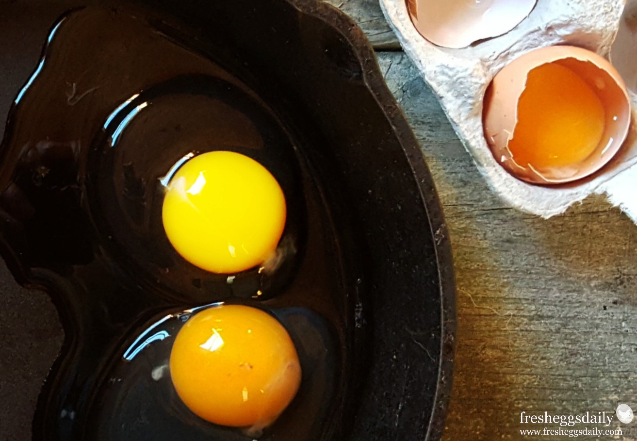 Are Fresh Eggs Really Better? - Fresh Eggs Daily® with Lisa Steele