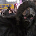 Gorilla Rings In 2017 With Dive Into Osaka's Dotonbori River!