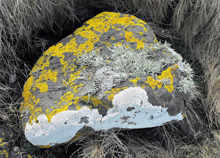 Largo Baywatch: Lichen Covered Rocks