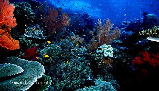 Taman Laut Terindah Di Indonesia  