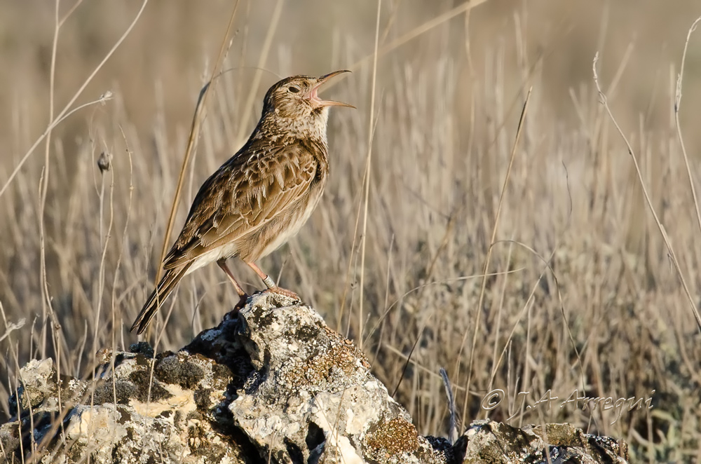 Alondra ricotí, alondra de dupont, Chersophilus duponti, Dupont´Lark Alondra ricotí, alondra de dupont, Chersophilus duponti, Dupont´Lark