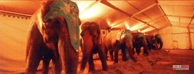 les éléphants du Cirque Knie de nuit dans leurs tente  écuries