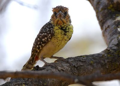 d'Arnaud's Barbet, Trachyphornus darnaudii