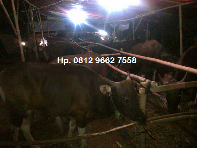 Gambar terkait Sosok Edo Saefudin,Kades di Serang Banten Ngutang 16 Sapi Kurban,Beri AJB Rumah untuk Jaminan (dari Bing)
