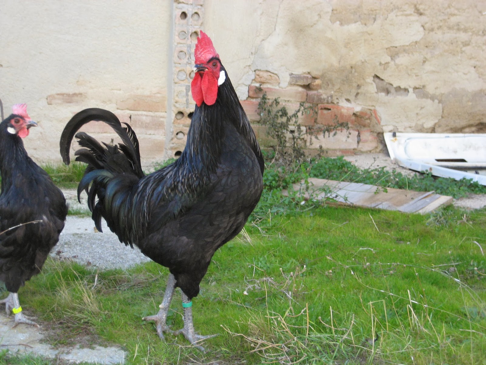 Gallina Castellana Negra