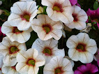 Calibrachoa hybrida