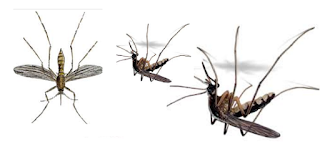 Do’s and Don’ts to Keep Mosquitoes Away Do’s and Don’ts to Keep Mosquitoes Away