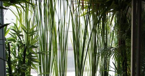 Garden Therapy: Ways to Create a Garden on a Balcony!